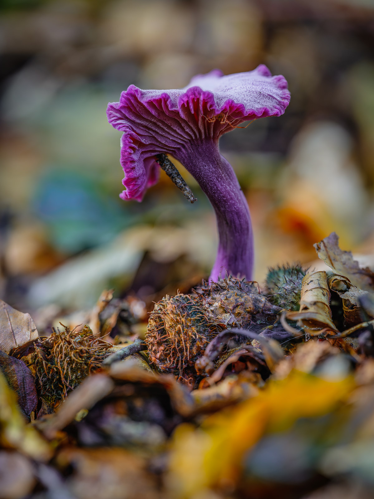 Amethyst deceiver (Laccaria amethystina) in the Teutoburg Forest in late September 2021 (Bielefeld, Germany).