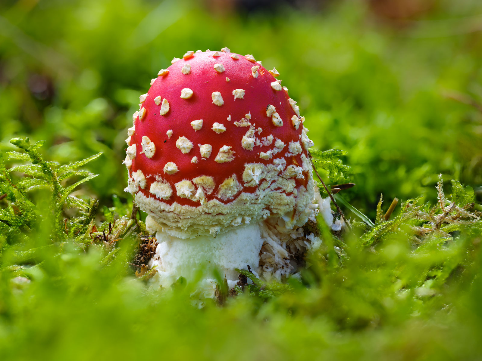 Fly agaric (Amanita muscaria) at the 'Wistinghauser Senne' in September (Oerlinghausen, Germany).