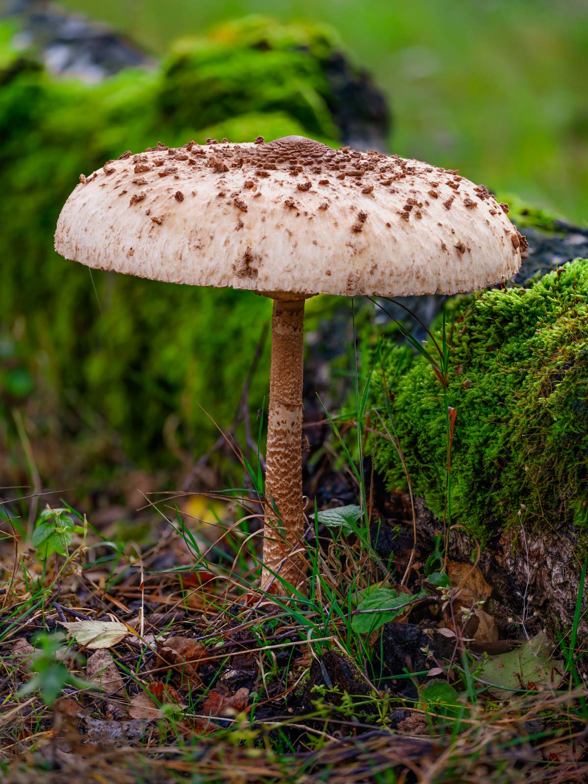 Parasol mushroom (Macrolepiota procera) in the Teutoburg Forest in autumn (Germany).
