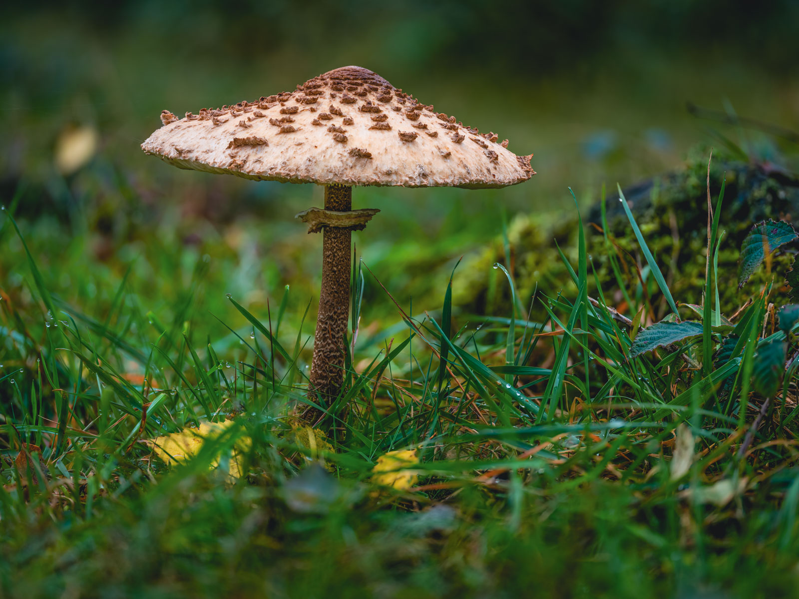 Parasol mushroom (Macrolepiota procera) in the Teutoburg Forest in autumn (Germany).