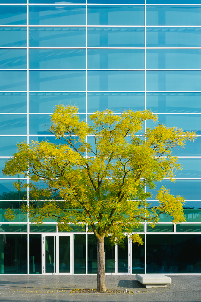 tree in front of a glass facade (gütersloh, germany)
